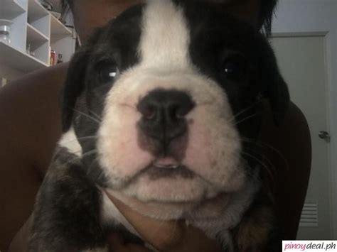 Micro American Exotic Bully Taguig .
